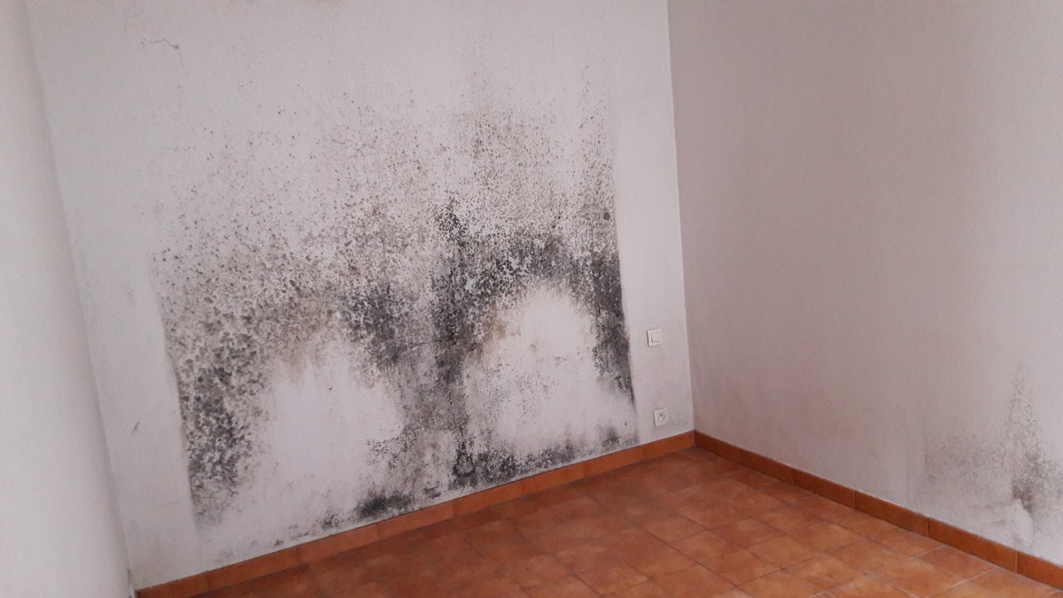 Moisissures - Expertise humidité à Strasbourg
